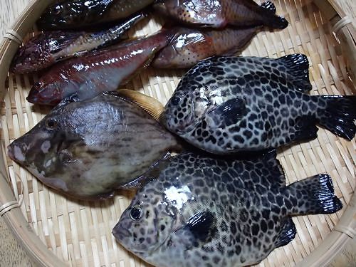 磯魚 カワハギ イシガキダイ を喰う 新 日々凡々 歩いて行こう