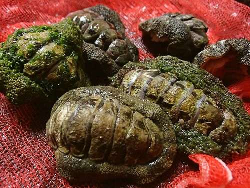 ヒザラガイを喰う 新 日々凡々 歩いて行こう