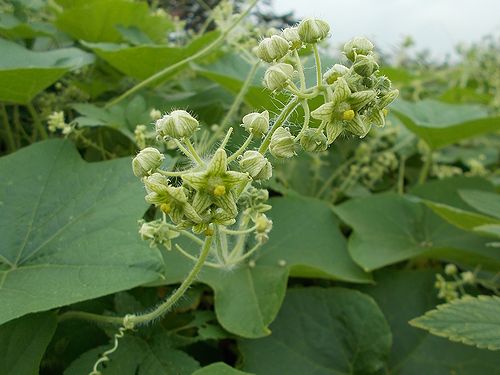 野の花散歩 新 日々凡々 歩いて行こう