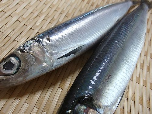 うるめいわし刺身をつまむ 新 日々凡々 歩いて行こう うるめいわし刺身をつまむ 新 日々凡々 歩いて行こう