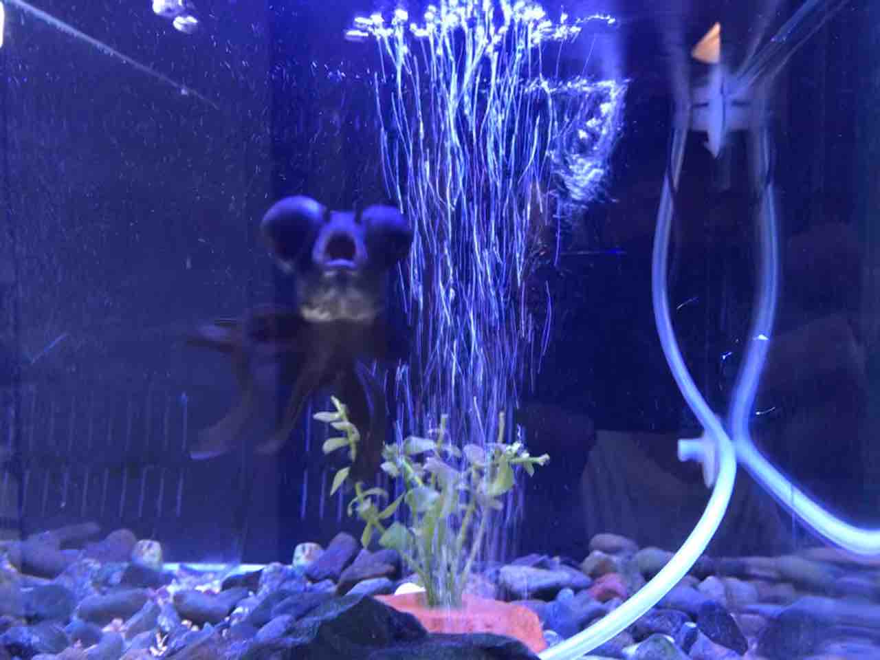アクアリウム なんばしよっと アクアリウム なんばしよっと