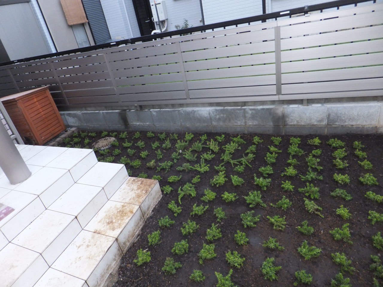 吉川市で芝桜 植栽の植込み 砂利敷き 敷石作業 ２日目 草加市 越谷市の植木屋 ヒーリング グリーンの現場日誌
