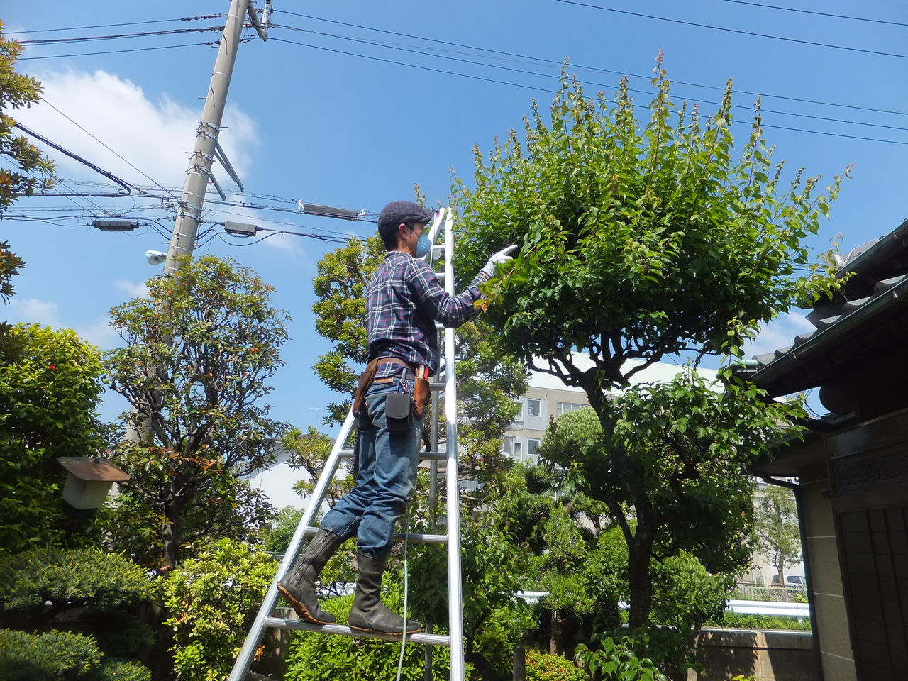 越谷市蒲生で消毒 剪定作業 川口市戸塚で剪定作業 草加市 越谷市の植木屋 ヒーリング グリーンの現場日誌