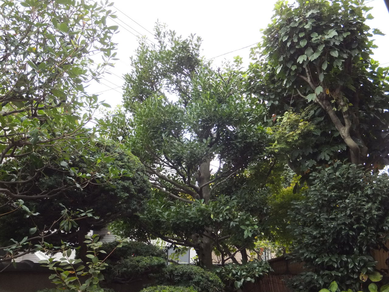 草加市のモチノキ剪定 花壇植栽植え込み 草加市 越谷市の植木屋 ヒーリング グリーンの現場日誌