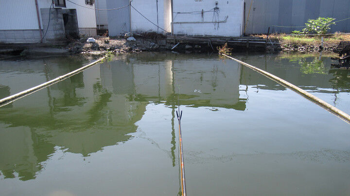 茨木新池season2突入 50代からのヘラブナ釣り