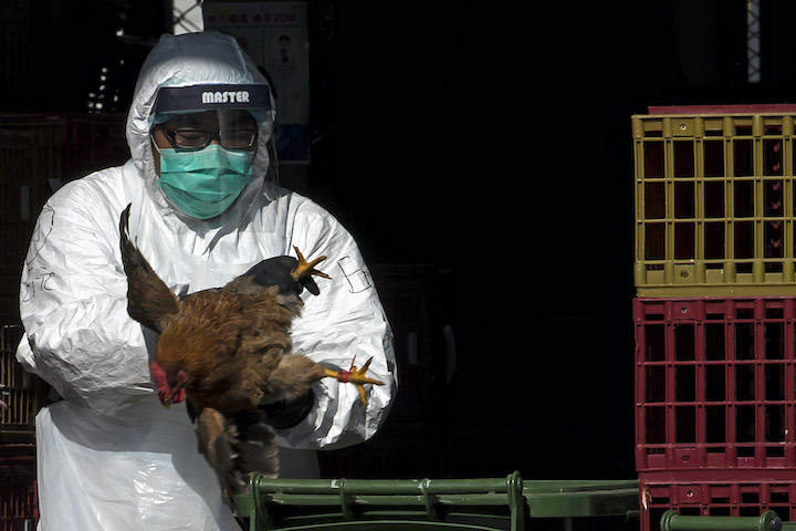 【国際】中国で“鳥インフルエンザ”感染者が死亡 「H3N8型」による死者は世界初 発症前に生きた家禽類と接触