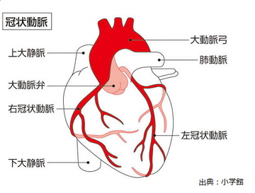 冠状動脈