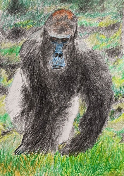 (2023.1.2 ニシゴリラ　近絶滅種)