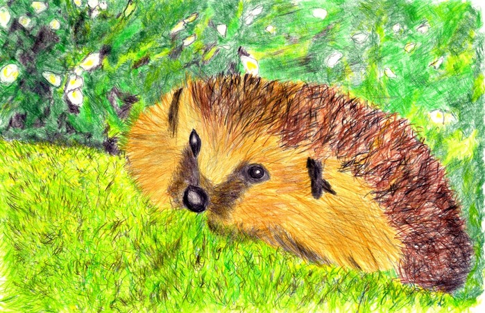 (2021.8.25  ナミハリネズミ)