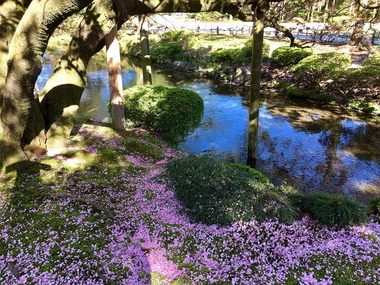 兼六園の春