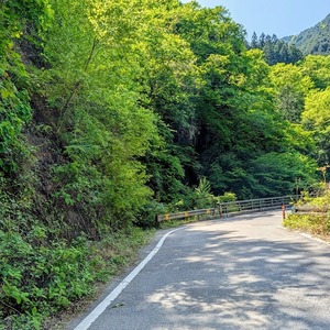 更に林道に進む