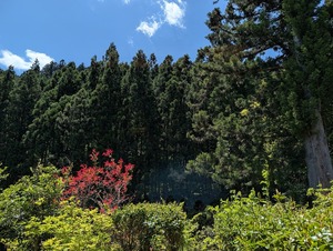 温泉からの眺め