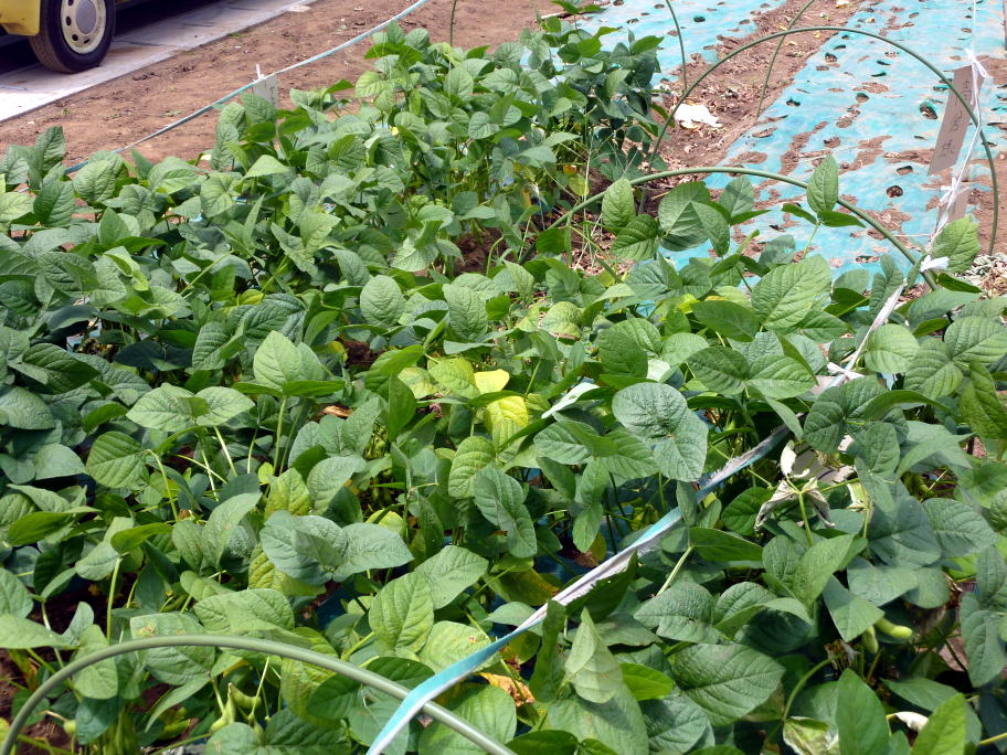 お隣の区画は、すでに収穫済