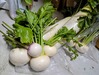家庭菜園なのに立派なカブと大根