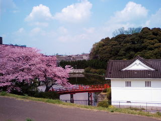 桜咲くキッコーマン御用蔵