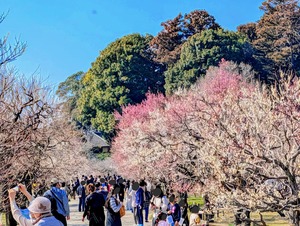 春の陽気の偕楽園の賑わい