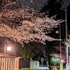 桜木神社の夜桜2026