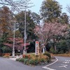 今日の桜木神社の桜T