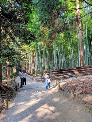 偕楽園の孟宗竹