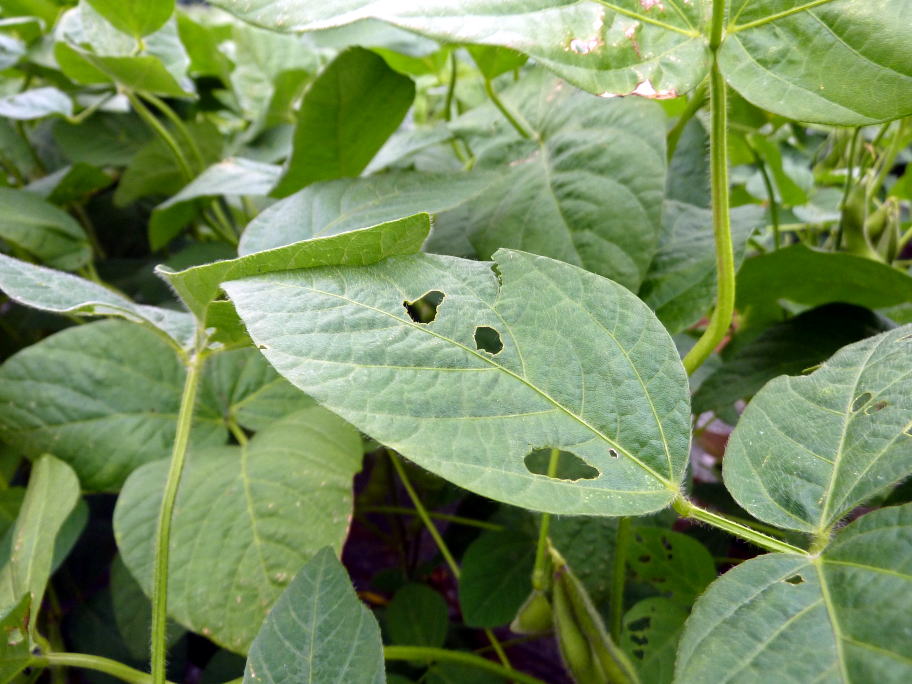 えだまめの葉が虫食い