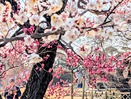水戸偕楽園の春告草