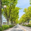 新緑の我孫子道