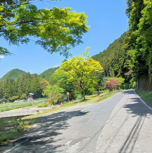 新緑の山々