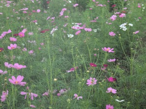 PXL_20251005_043738428