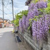 通勤の風景｜藤の花