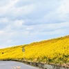 江戸川の春の土手