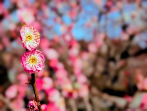 水戸・偕楽園の梅