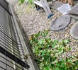 草刈りのついでに下水洗浄
