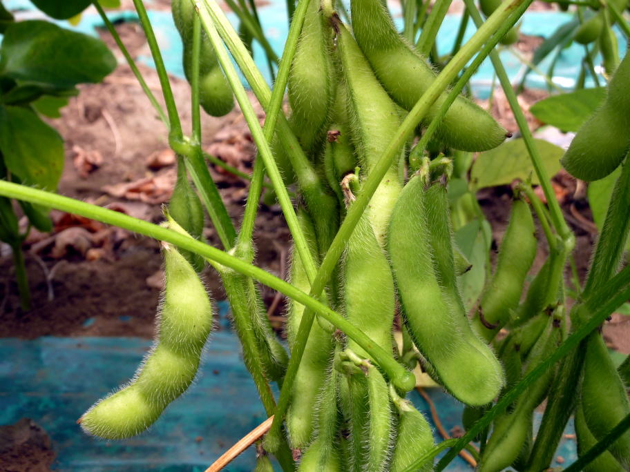 けばけばのヒゲがある枝豆