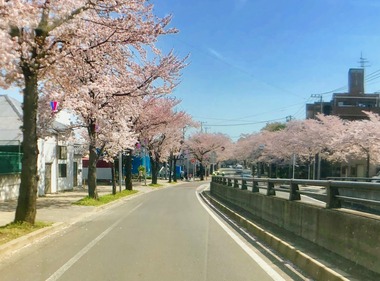 清水公園お花見
