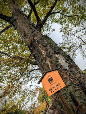 PXL_20251026_015029804~2