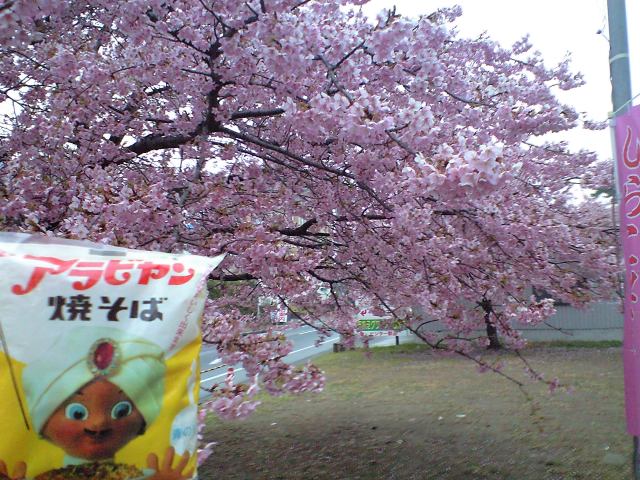 焼きそば王子アラビヤン・白子のカンザクラの綺麗さに驚く