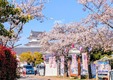 関宿城の桜満開