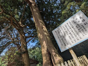 夫婦杉