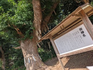 旭鎌数・伊勢大神宮ご神木