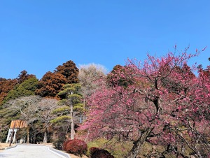 春色の水戸・偕楽園の風景