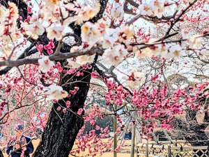 偕楽園の梅は見事に春のお知らせムード