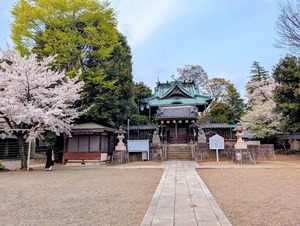 野田市｜愛宕神社の桜