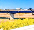 江戸川の菜の花