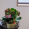 頭の良くなる花