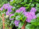 nodasi|紫陽花の咲く頃
