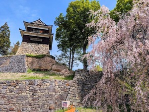 枝垂桜と上田城