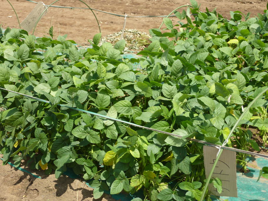 えだまめのの畑・3区画確保