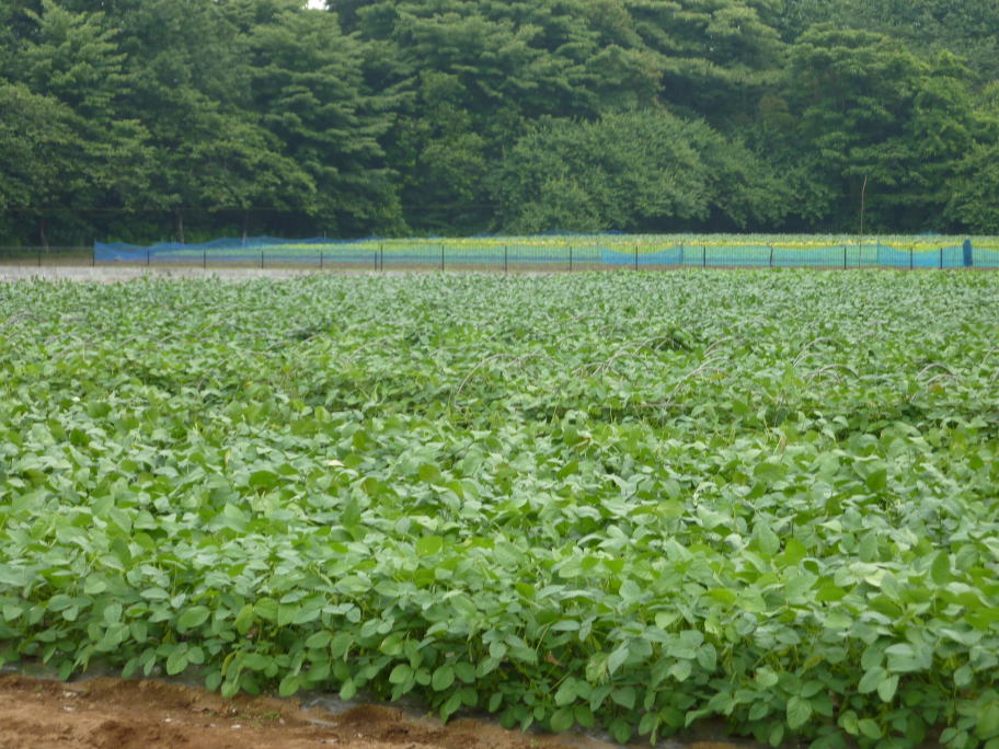 野田市の枝豆畑