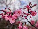 桜咲いてる朝