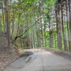 段々道が細く成る林道